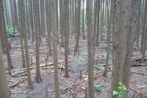 松永屋敷曲輪