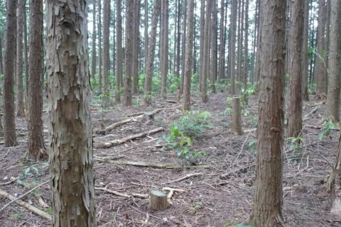 ​立入殿屋敷曲輪