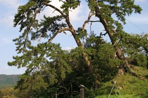 鹿野, 鳥取県鳥取市