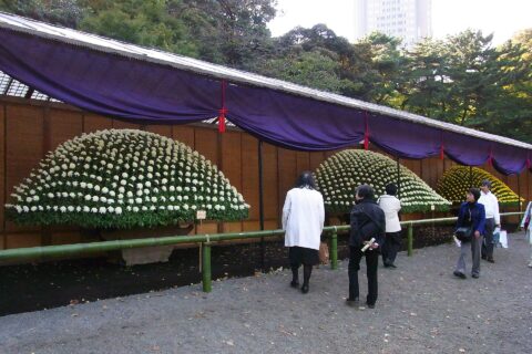 新宿御苑 菊花展
