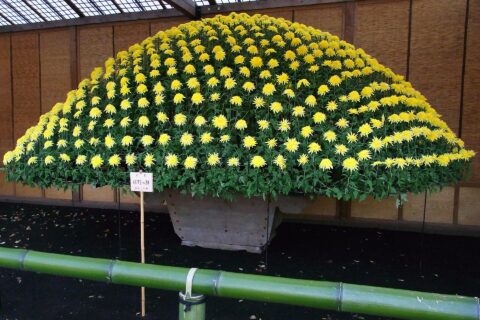 新宿御苑 菊花展