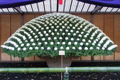 新宿御苑 菊花展