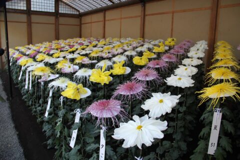 ​新宿御苑