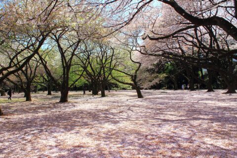 新宿御苑の桜