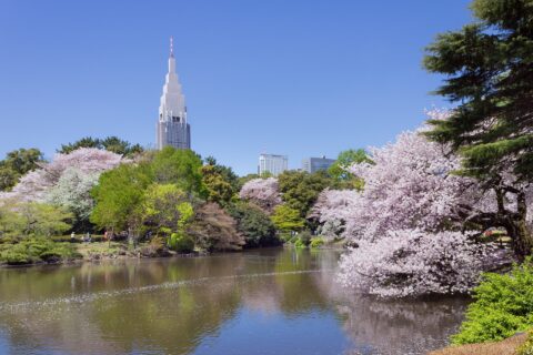 新宿御苑の桜