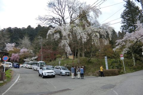 春の高山市城山公園