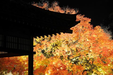 講堂の軒と楷の樹
