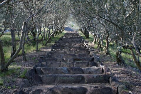 Shodoshima Olive Park: Shodoshima Olive Park of Shōdo Island , Shodoshima , Kagawa prefecture , Japan