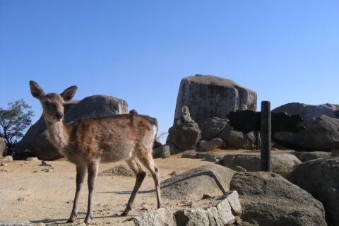 Deer on Mt. Misen, Miyajima. Deer on Mt. Misen, Miyajima, Miyajima.