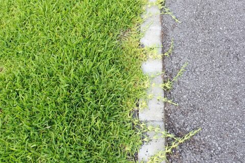 イヌシバ（セント・オーガスティングラス）の匍匐茎（2025年6月 沖縄県石垣市 フルスト原遺跡駐車場）