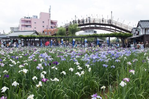Suigo Itako Iris Garden(Suigo Itako Ayame-en), Itako City, Ibaraki Pref., Japan