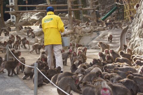 ja:高崎山自然動物園。職員の餌撒きに集まるja:ニホンザル