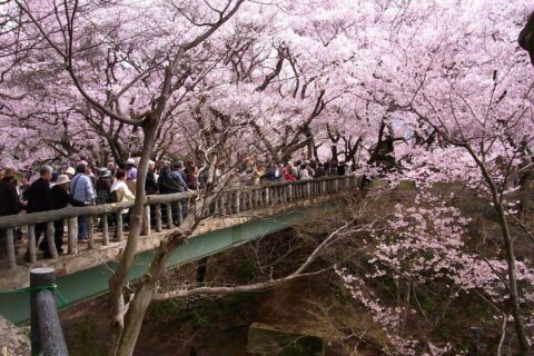 高遠城址公園