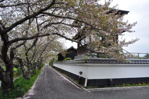 ​本丸櫓と六間川の桜並木