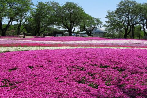 野鳥の森ガーデンの芝桜の庭（群馬県館林市）