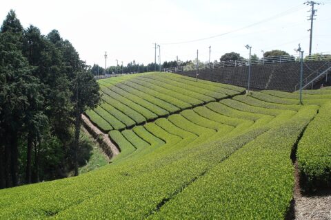 Tea Plantation (Makinohara Plateau,Shizuoka,japan)