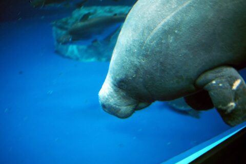 ja:アフリカマナティ en:African Manatee in the Toba Aquarium, Japan Species Trichechus senegalensis Familia Trichechidae Location 鳥羽水族館 鳥羽水族館は世界で唯一アフリカマナティーを飼育している水族園です。ギニアビサウ国のゲバ川の個体だそうです。 Source http://opencage.info/pics/large_