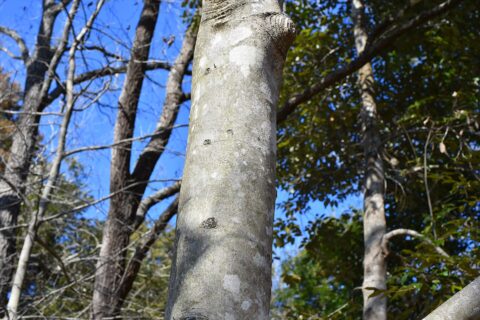 コブシの幹（茨城県潮来市の水郷県民の森にて）