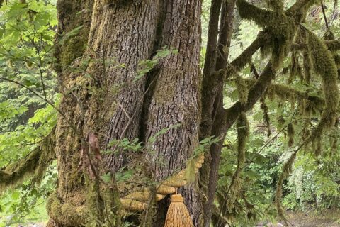 Photo I took at Tsubaki Grand Shrine of America before closing
