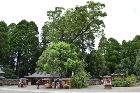 都農神社の楠
