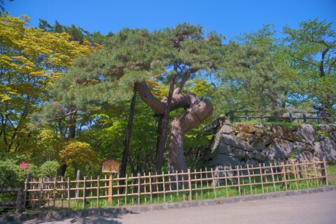 弘前城にある「鶴の松」。アイグロマツの名木である。