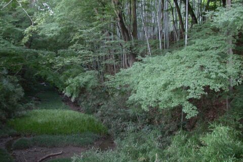 Tsutsujigasaki Castle Hori