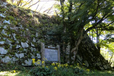 ​津和野城（津和野町）の天守台の石垣。案内板の下に咲いているのは「津和野」の由来となったツワブキ。