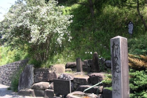 岩手県平泉町高舘義経堂に上る山道の麓にある卯の花清水の碑と卯の花。2008年6月9日撮影