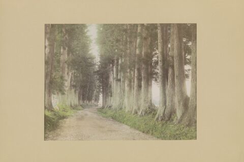 IdentificatieTitel(s): Weg naar Nikko met Japanse cedersObjecttype: foto bladzijde Objectnummer: RP-F-2001-7-1557H-6VervaardigingVervaardiger: fotograaf: anoniem. inkleurder: anoniemPlaats vervaardiging: JapanDatering: c