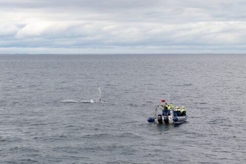 Watching humpback whale, Faxa Bay near Reykjavík, Iceland