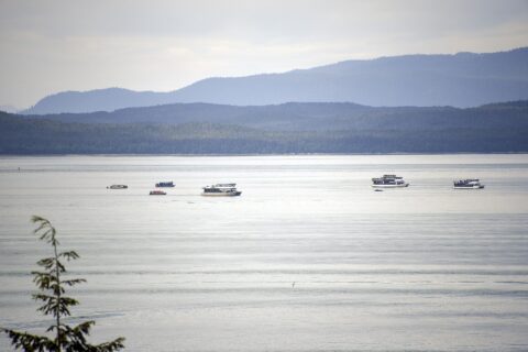 Humpback Whale watching in Juneau, Alaska