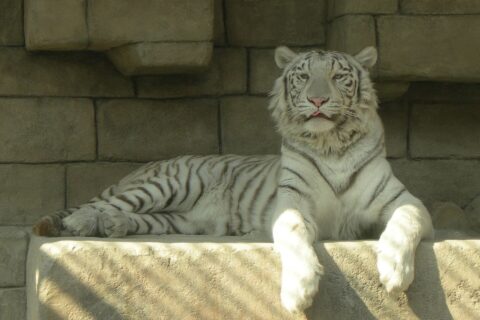 東武動物公園で飼育されているホワイトタイガー（インドに生息するベンガルトラの白変種）
