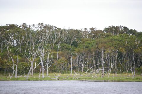 Withered Oak Trees in Notsuke peninsula, called "Nara-Wara"