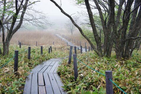 八島ヶ原湿原。所在地は長野県