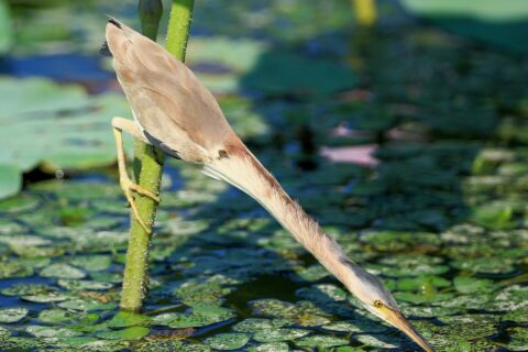 新潟県阿賀野市 瓢湖で撮影されたヨシゴイ。 水中の魚を補食するために頸部を伸ばしている。