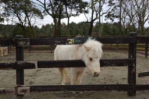 アフリカンサファリ African Safari 九州自然動物園