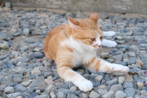Sanjuro, the Cat Lord of Bitchu Matsuyama Castle