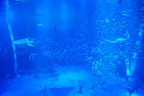 のとじま水族館 ジンベエザメ館