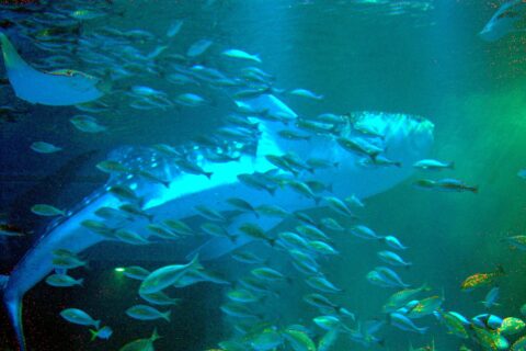 のとじま水族館