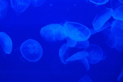 のとじま水族館（くらげ）