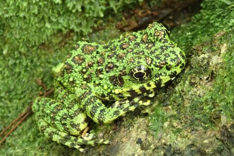 アマミイシカワガエルOdorrana splendida奄美大島大和村140516