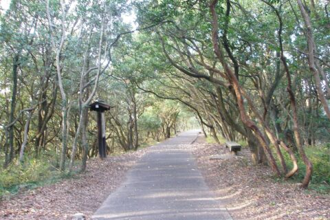 トンネル状のウバメガシの林（遊鶴亭への進入路）