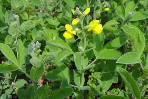 センダイハギ[先代萩/千代萩][Thermopsis lupinoides]-全体