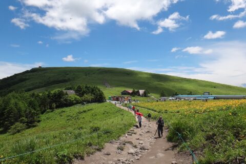 ニッコウキスゲが咲き誇る車山肩
