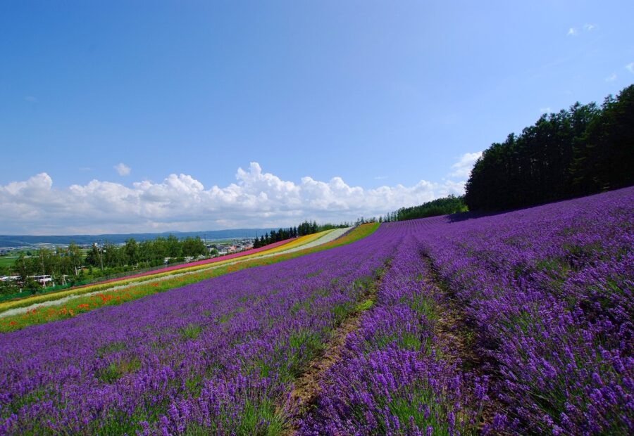 Furano Lavender Fields, Hokkaido
