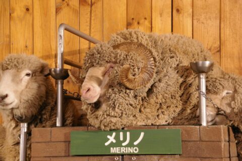 マザー牧場