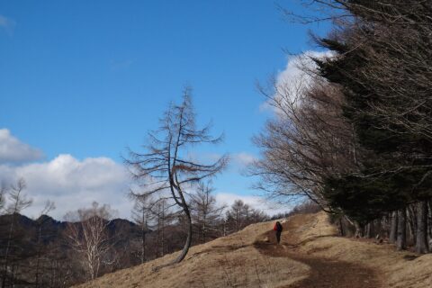七ツ石山北面の石尾根にあるカラマツ「ダンシングツリー」