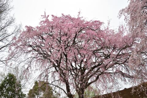 香川県園芸総合センターにある三春の滝桜の子孫樹。平成元年に植樹