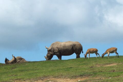 ​九州自然動物公園アフリカンサファリ。大分県宇佐市。