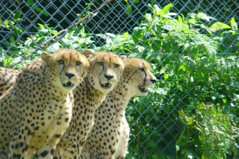 九州自然動物公園アフリカンサファリ。大分県宇佐市。